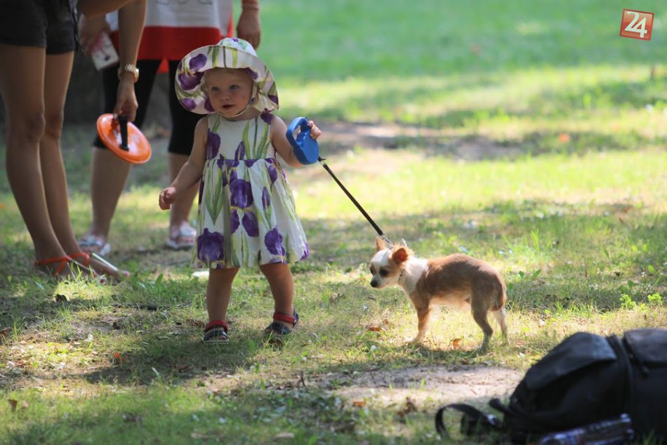 Ilustračný obrázok k článku Milovníci štvornohých priateľov človeka si prídu na svoje: Hromadné venčenie psov v Poprade!