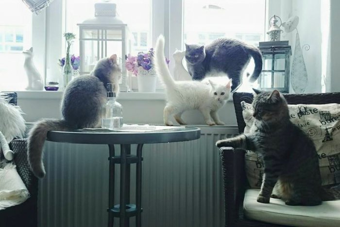 Ilustračný obrázok k článku Popíjať kávu a túliť sa pritom s hravou cicou? Navštívili sme prvú mačaciu kaviareň na Slovensku v Martine!