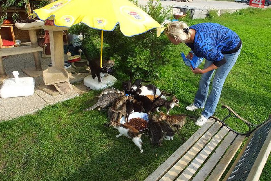 Ilustračný obrázok k článku Útulok pre mačičky v novom. FOTO:  Prvý mačací deň v Zámkoch, toto tu ešte nebolo