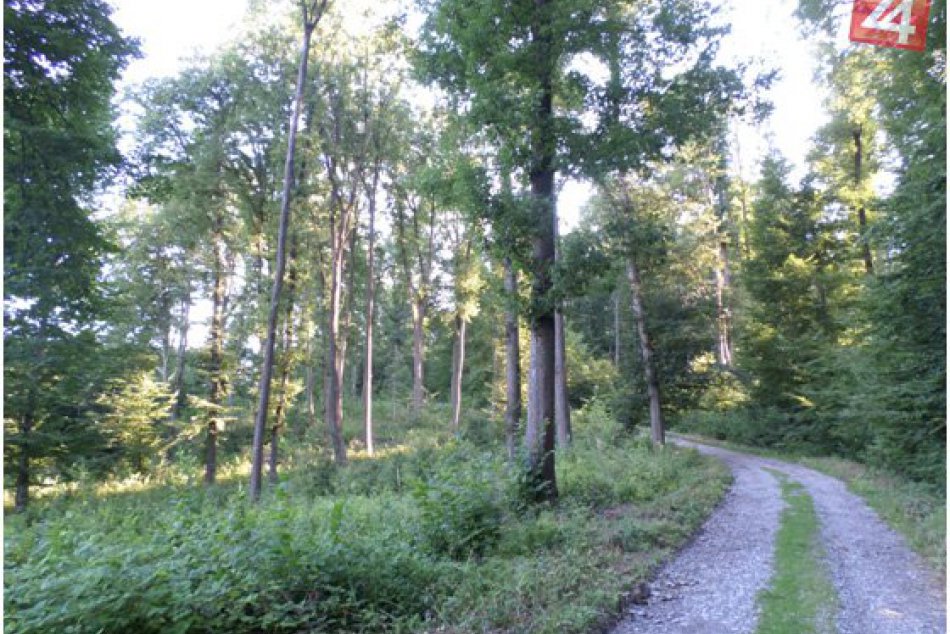 Ilustračný obrázok k článku Kam sa schovať pred slnkom? Neďaleko zvolenského sídliska nájdete čarovné miesto...