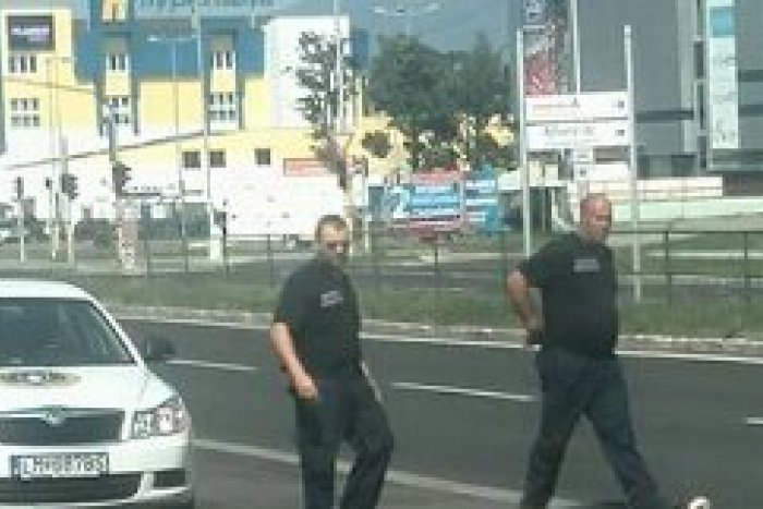 Ilustračný obrázok k článku Mikulášski mestskí si išli oči vyočiť: Také zviera ešte na hlavnej ceste nechytali! FOTO