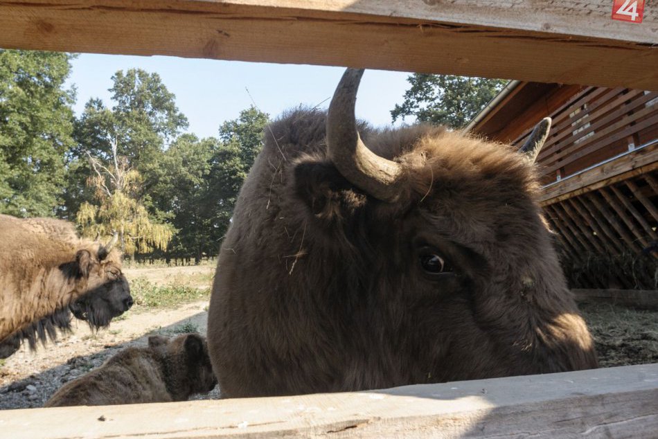 Ilustračný obrázok k článku Zubria zvernica je zatvorená: Dôvodom je rekonštrukcia príjazdovej cesty