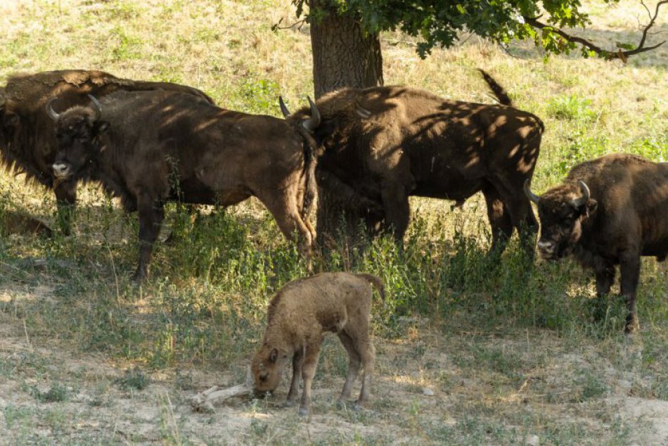 Ilustračný obrázok k článku Zvernica v Topoľčiankach je plná: Zubry predávajú do Maďarska i na Oravu