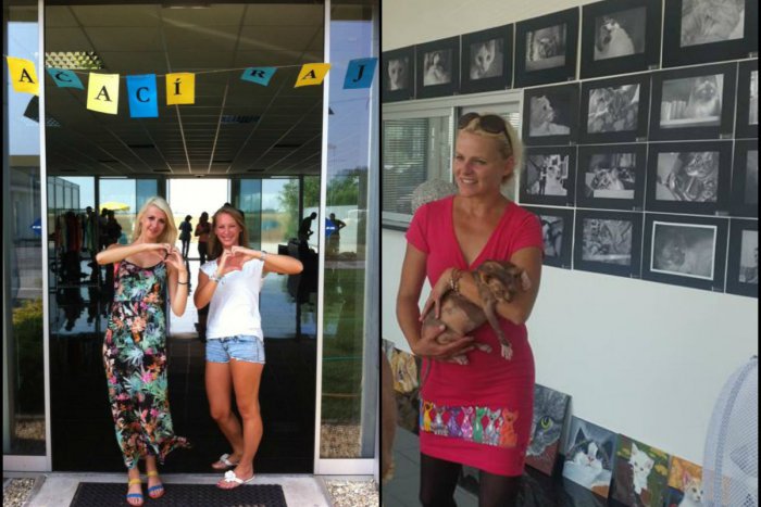 Ilustračný obrázok k článku Vydarený mačací deň v Zámkoch na fotkách: Pár cicušiek sa už teší z nového domova