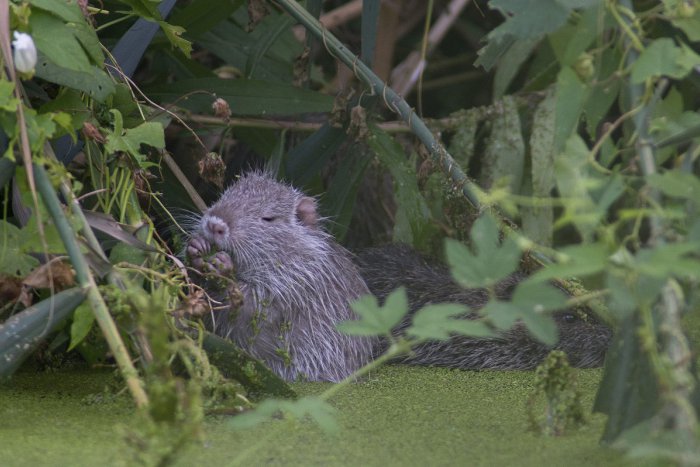 Ilustračný obrázok k článku OBRAZOM: Američan v našich končinách. Pozrite sa, aký tvor objedá rastliny v slovenských riekach