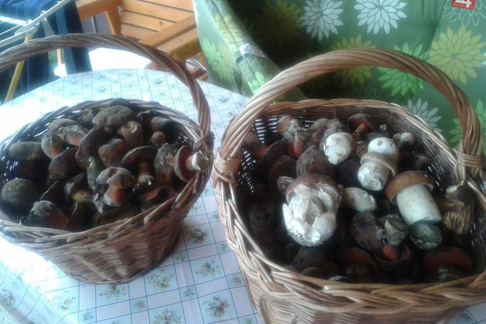 Ilustračný obrázok k článku Krásny hubársky úlovok Bystričanky (46): Neuveríte, čo všetko našla v Kremničke