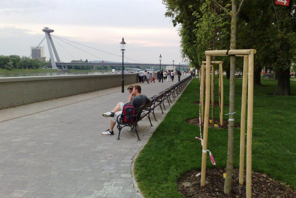 Ilustračný obrázok k článku Staré Mesto nechá preveriť stav stromov na dunajskom nábreží