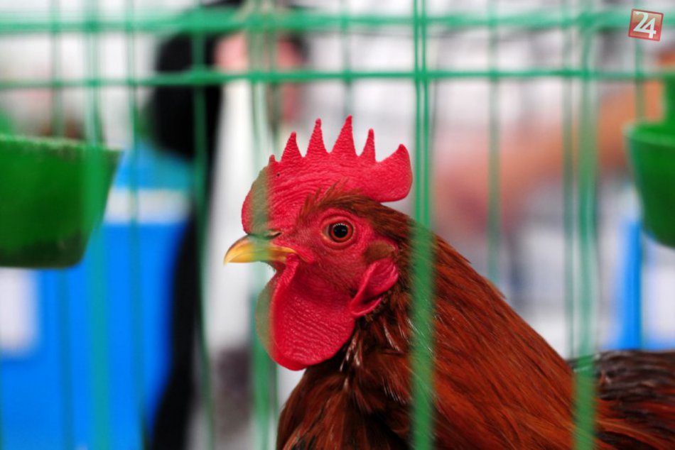 Ilustračný obrázok k článku Máme sa na čo tešiť: V nemocničnom parku pribudne minizoo a detské ihrisko