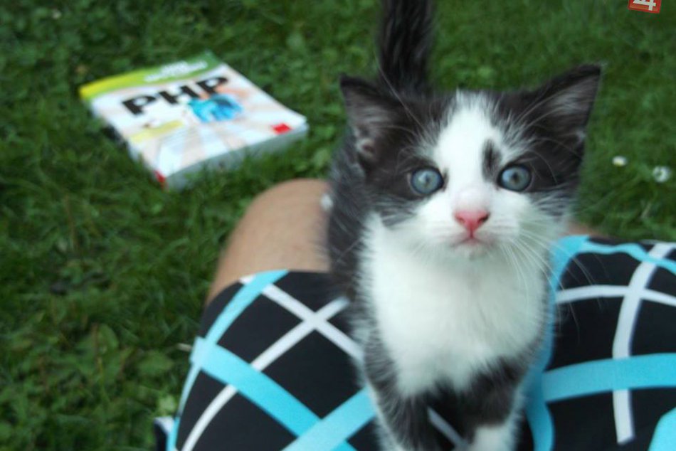 Ilustračný obrázok k článku Stano zverejnil najvtipnejší inzerát roka: Keď si prečítate info o mačke, budete sa šúľať od smiechu!