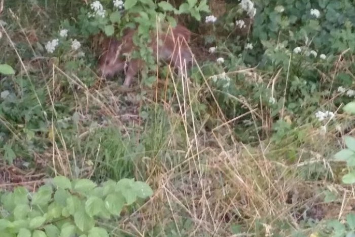 Ilustračný obrázok k článku VIDEO: Keď to Mišo uvidel, hneď začal točiť mobilom. Diviaky v Banskej Bystrici!