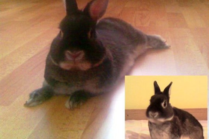 Ilustračný obrázok k článku Článok o mačiatku vyvolal záchvaty smiechu a... potom prišlo toto: Text východniarky nemá chybu