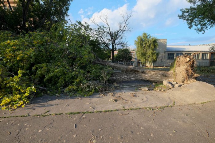 Ilustračný obrázok k článku Vyvalené stromy na nábreží pod Mostom Lafranconi už dlhšie zavadzajú chodcom. Kto je za to zodpovedný?