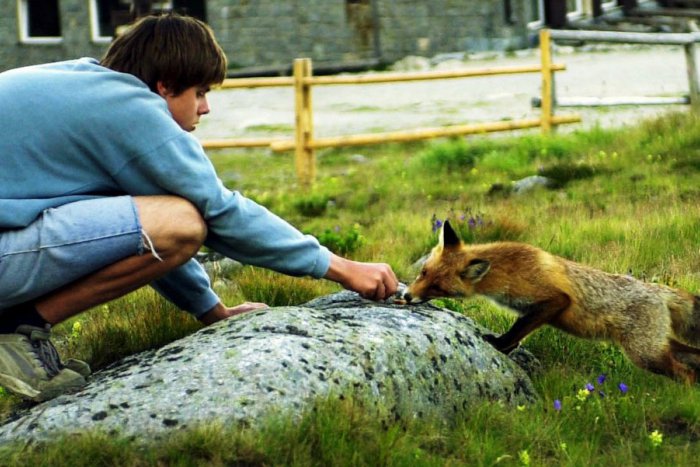 Ilustračný obrázok k článku Zblúdilá líška sa prechádza ulicami mesta týždne: Mestskí už majú povolenie na odstrel