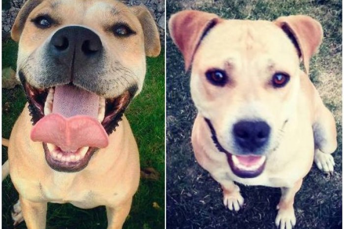 Ilustračný obrázok k článku Majiteľka prítulnej fenky zúfalo prosí o pomoc: Lara v noci zmizla z dvora v Solčanoch!