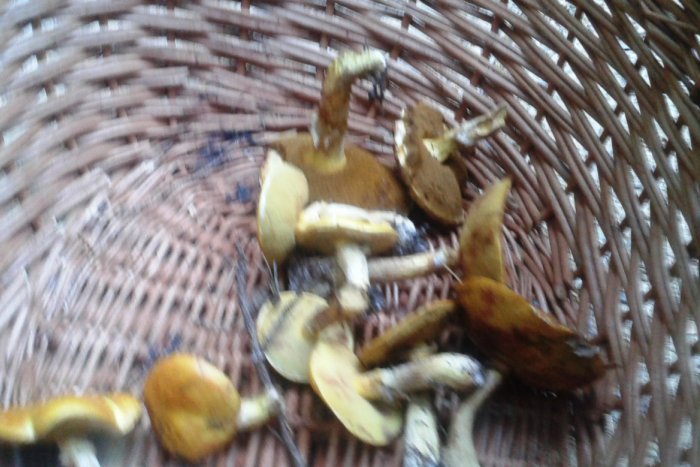 Ilustračný obrázok k článku Vyschnutý les, v košíku pár smutných masliakov: Hubárske srdce im ale zaplesalo až pri pohľade na toto!  FOTO vnútri