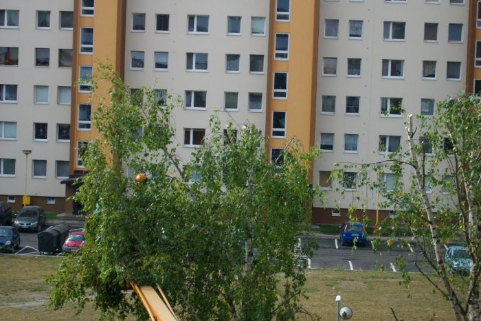 Ilustračný obrázok k článku Mesto odpovedá na sťažnosť: Spilovanie korún stromov je štandardný postup