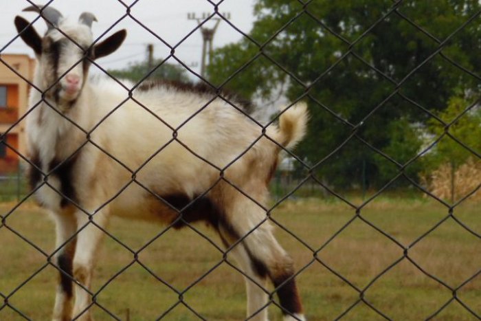Ilustračný obrázok k článku Koza sa postarala o najvtipnejšiu pózu tohto leta: Keď uvidíte celú FOTO, hneď pochopíte prečo!