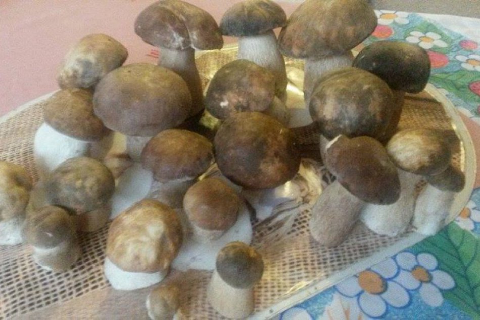 Ilustračný obrázok k článku Prečo by ste si aj do lesa mali brať mobil? Policajti vás ľahšie nájdu!