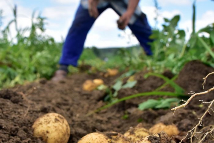 Ilustračný obrázok k článku Správa od smrečianskych poľnohospodárov, ktorá nepoteší: Zemiakov je málo, ceny budú vysoké!