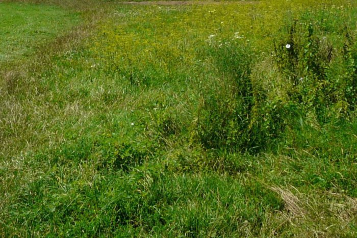 Ilustračný obrázok k článku Dychvyrážajúca udalosť v Prešove: Keď žena uvidela, čo mladík robí v parku, hneď volala políciu!