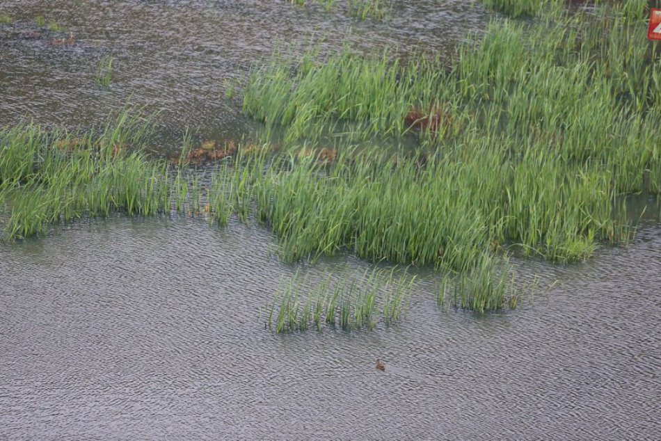 Ilustračný obrázok k článku Neradostné zistenie hygienikov: Známy štiavnický tajch má veľký problém!