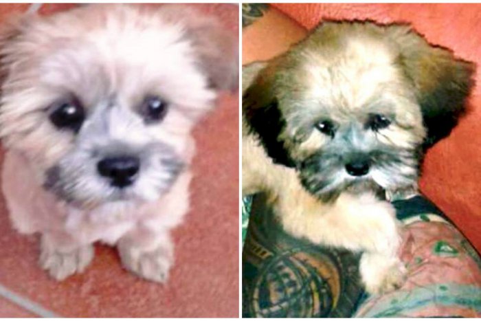 Ilustračný obrázok k článku Smutný príbeh šteniatka do dvoch dlaní spojil Žiarčanov: Dojatá majiteľka Miriam posiela veľké ďakujem!