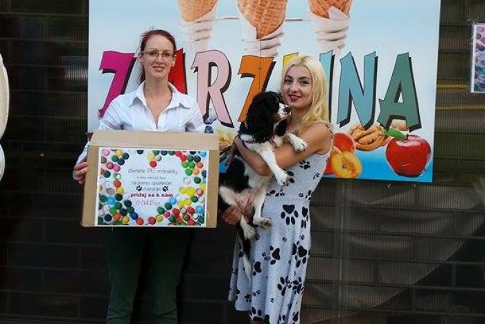 Ilustračný obrázok k článku Akcia, ktorá vás dostane: Dobrovoľníčky pomáhajú opusteným zvieratám, pomôcť môže každý!