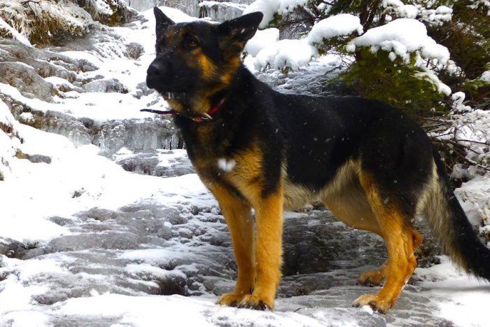 Ilustračný obrázok k článku Na Košickej ulici agresívny pes napadol niekoľkých ľudí