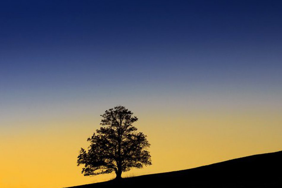 Ilustračný obrázok k článku Anketu Strom roka má šancu vyhrať aj platan v Stupave