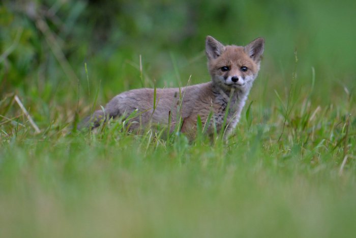 Ilustračný obrázok k článku Psíčkari, buďte ostražití: V Bardejovskom okrese začína vakcinácia líšok