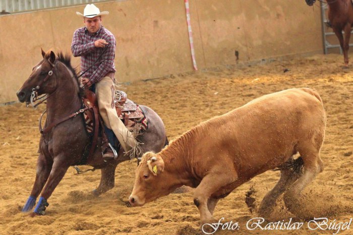 Ilustračný obrázok k článku Jazdci oddeľovali dobytok od stáda: Neďaleko Nitry sa uskutočnilo medzinárodné finále