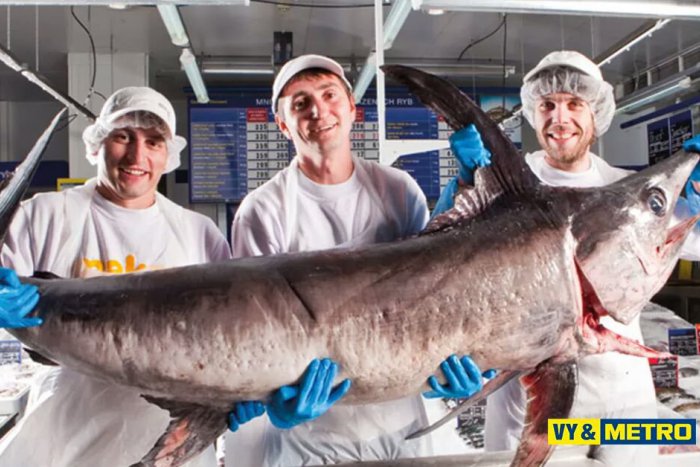 Ilustračný obrázok k článku Zažite kulinársky deň v METRO Zvolen už tento piatok