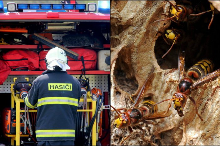 Ilustračný obrázok k článku Hasiči nezasahujú iba pri požiaroch: Počet výjazdov k bodavému hmyzu sa výrazne zvýšil