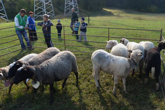 Ilustračný obrázok k článku TIPY na VÍKEND: Ovčiarske slávnosti v Ludrovej, Poďakovanie za úrodu vo Vlkolínci a ďalšie