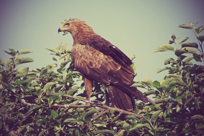 Ilustračný obrázok k článku Príbeh orlice Aničky pokračuje: Vychovala aj tento rok mláďatko so svojim druhom Arnoldom?