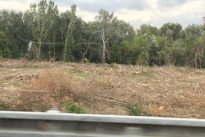 Ilustračný obrázok k článku Všimli ste si vyrúbané stromy v Pečnianskom lesíku?