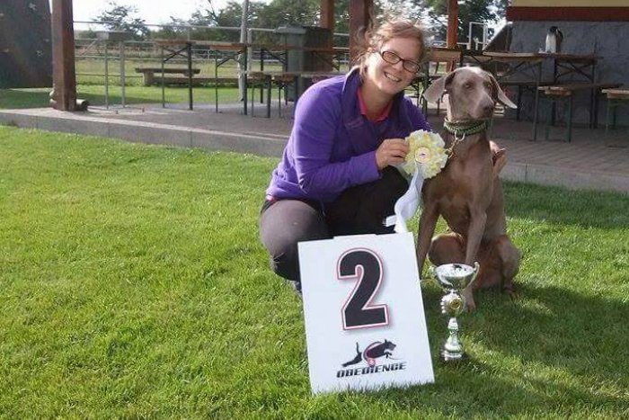 Ilustračný obrázok k článku Grey vicemajsterkou Slovenska v poslušnosti: Čo všetko musela fenka weimarského stavača z Popradu dokázať?