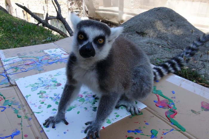 Ilustračný obrázok k článku Svetový deň zvierat v košickej zoo: Mláďatko lemura pokrstí Marián Čekovský