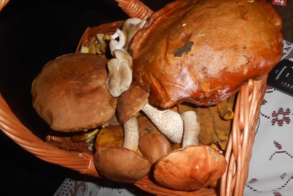 Ilustračný obrázok k článku Vlhké počasie zasiahlo Slovensko: Na severe praje hubárom