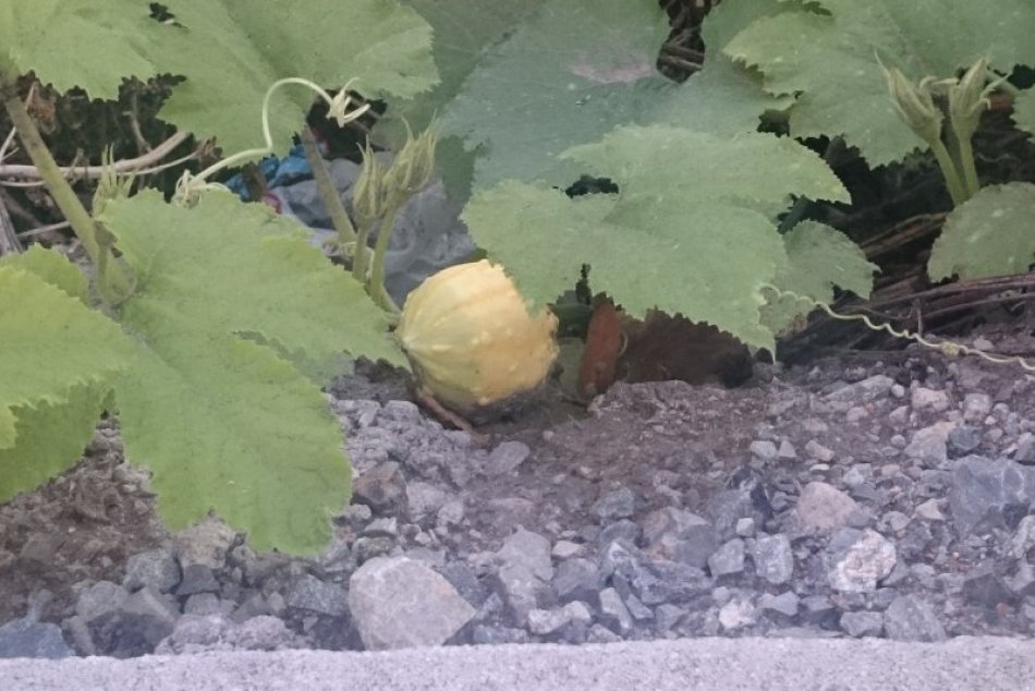 Ilustračný obrázok k článku Keď sme to zbadali, neverili sme vlastným očiam: Neuhádnete, kde v Prešove si pokojne rastie tekvica! FOTO