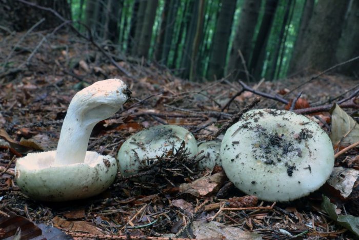 Ilustračný obrázok k článku RADÍME: Za otravami z húb sú zväčša slabé vedomosti sviatočných zberateľov