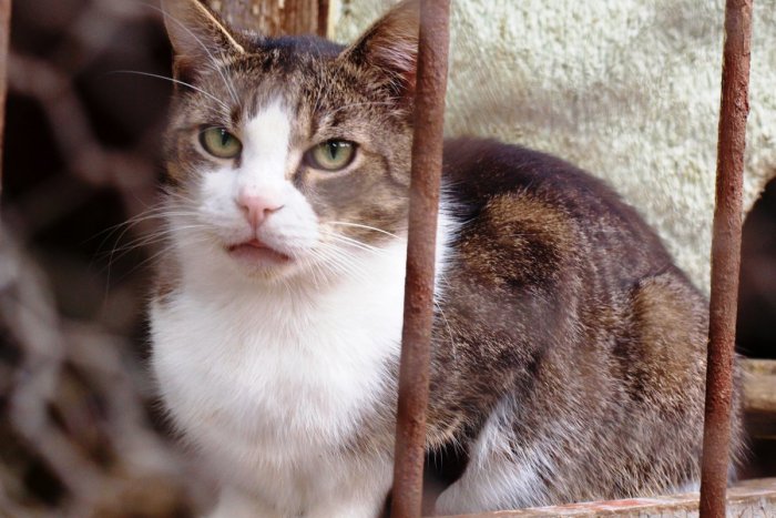 Ilustračný obrázok k článku Magistrát chce zrušiť prvý bratislavský útulok pre opustené zvieratá