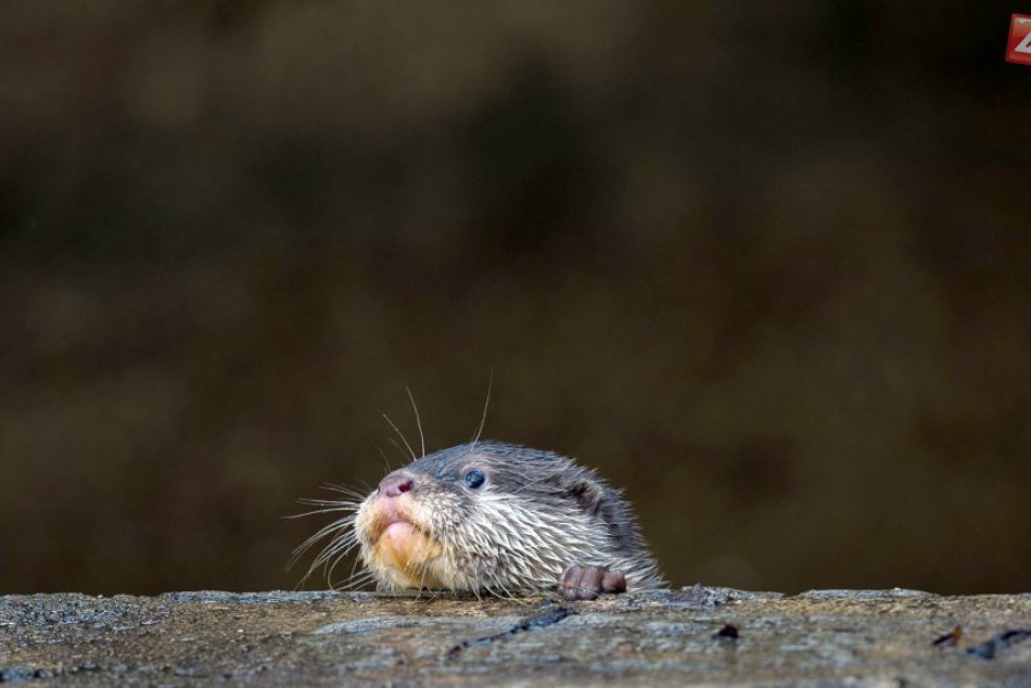 Ilustračný obrázok k článku Vydrám z nášho regiónu sa dostalo veľkej pocty: Pozrite, prečo budú zdobiť poštové známky