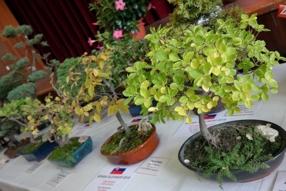 Ilustračný obrázok k článku FOTO: Exotické plody, bonsaje i vyrezávané tekvice. V Topoľčiankach sa konala výstava ovocia a zeleniny