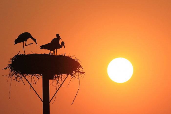 Ilustračný obrázok k článku Bocianom z nášho regiónu sa dostalo veľkej pocty: Pozrite, prečo budú zdobiť poštové známky