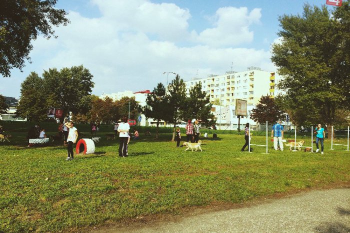 Ilustračný obrázok k článku Petržalský Psí park ponúka základny výcvik pre vašich štvornohých miláčikov zadarmo