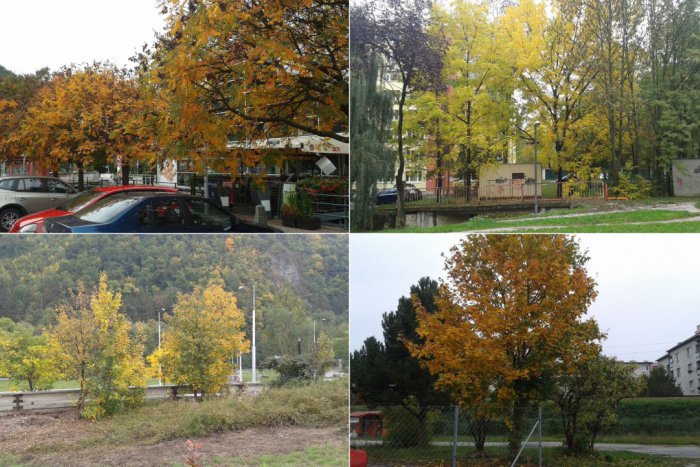 Ilustračný obrázok k článku Farby jesene v uliciach nášho mesta: Nádherné zábery, ktoré potešia oči Bystričanov FOTO