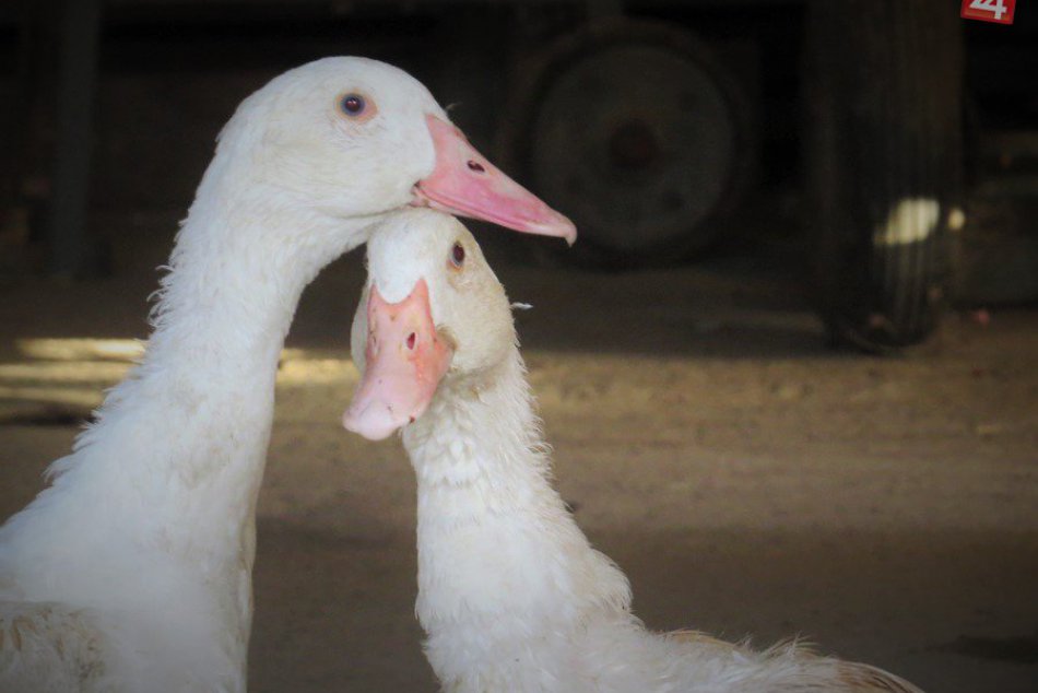 Ilustračný obrázok k článku Michalovčan Vlado (68) má v chove svojich husokačiek jasno: Netreba žiť na dedine, BIO vajcia aj v meste! VIDEO pobaví