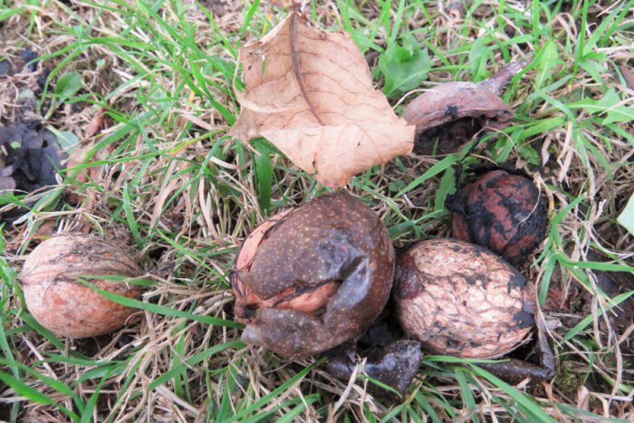 Ilustračný obrázok k článku Orechová sezóna v Michalovciach: Zberači prezradili lokality, dôchodca poradil ako si prilepšiť k dôchodku