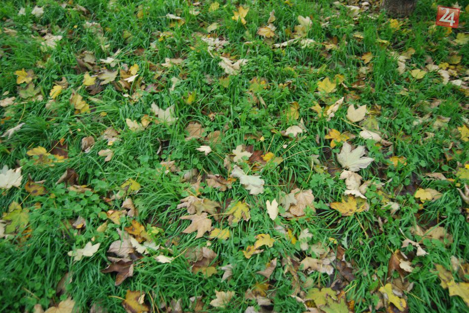 Ilustračný obrázok k článku FOTO ako dôkaz: V Nových Zámkoch začína úradovať jeseň :)